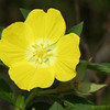Alex Gomez > yellow flower