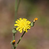 Alex Gomez > yellow flower
