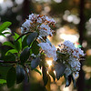 Alex Gomez > Sun and Flowers