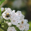 Alex Gomez > Flowers and Bee