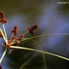 Alex Gomez > Flowers / Plants photo