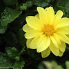 Alex Gomez > morning dew on yellow flower