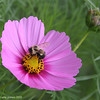 Alex Gomez > Bee and purple flower