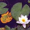 Alex Gomez > White Water Lily