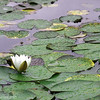 Alex Gomez > Water Lily