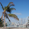 Alex Gomez > Palm Tree by the Bay