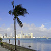 Alex Gomez > Palm Tree in Miami