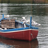 Alex Gomez > Boat of a Feather
